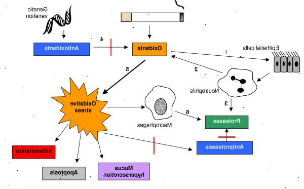 Antioxidantien und oxidativer Stress. was ist oxidativer Stress? Antioxidantien und oxidativer Stress. was ist oxidativer Stress?