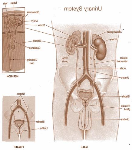 Genitourinary Krankheiten. was sind 'Urogenitalsystems' Krankheiten? Genitourinary Krankheiten. was sind 'Urogenitalsystems' Krankheiten?