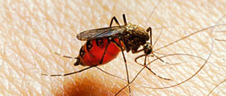 Behandlungen für Malaria