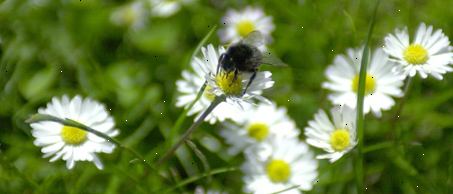 Allergie und Asthma