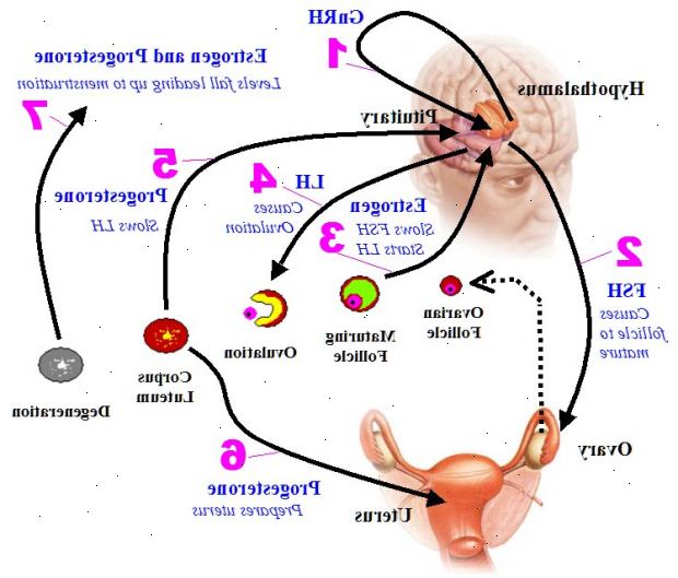 Weibliche Hormone. auch andere Menschen zu lesen. Weibliche Hormone. auch andere Menschen zu lesen.