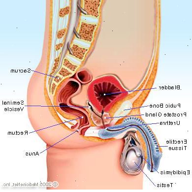 Prostatitis. was verursacht akute Prostatitis? Prostatitis. was verursacht akute Prostatitis?