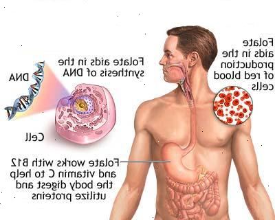 Blutarmut durch Folsäuremangel. Erythrozyten und Sauerstoff. Blutarmut durch Folsäuremangel. Erythrozyten und Sauerstoff.