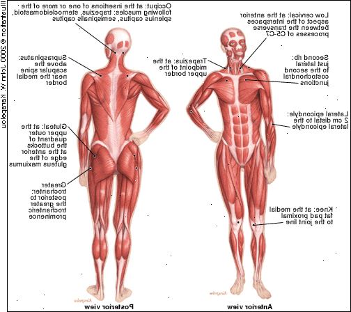 Fibromyalgie. Was ist Fibromyalgie? Fibromyalgie. Was ist Fibromyalgie?