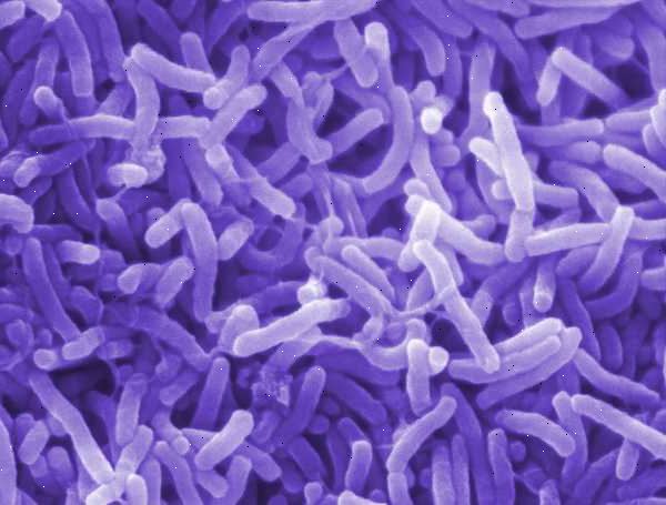 Cholera. Wie wird Cholera übertragen? Cholera. Wie wird Cholera übertragen?